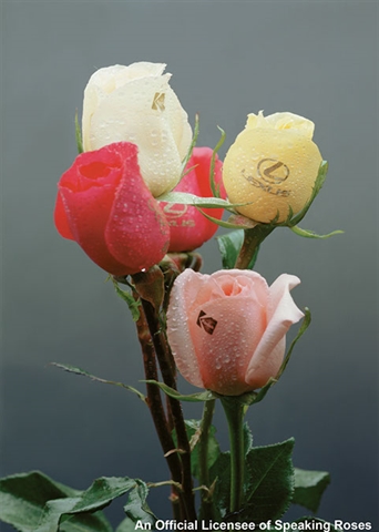 One Dozen Corporate Roses